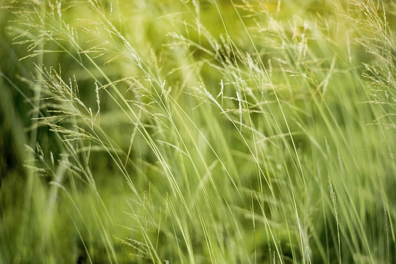 découvrez les principaux risques environnementaux qui menacent notre planète, leur impact sur la biodiversité et les actions à entreprendre pour les atténuer. informez-vous sur les solutions durables et les initiatives écologiques pour protéger notre environnement.