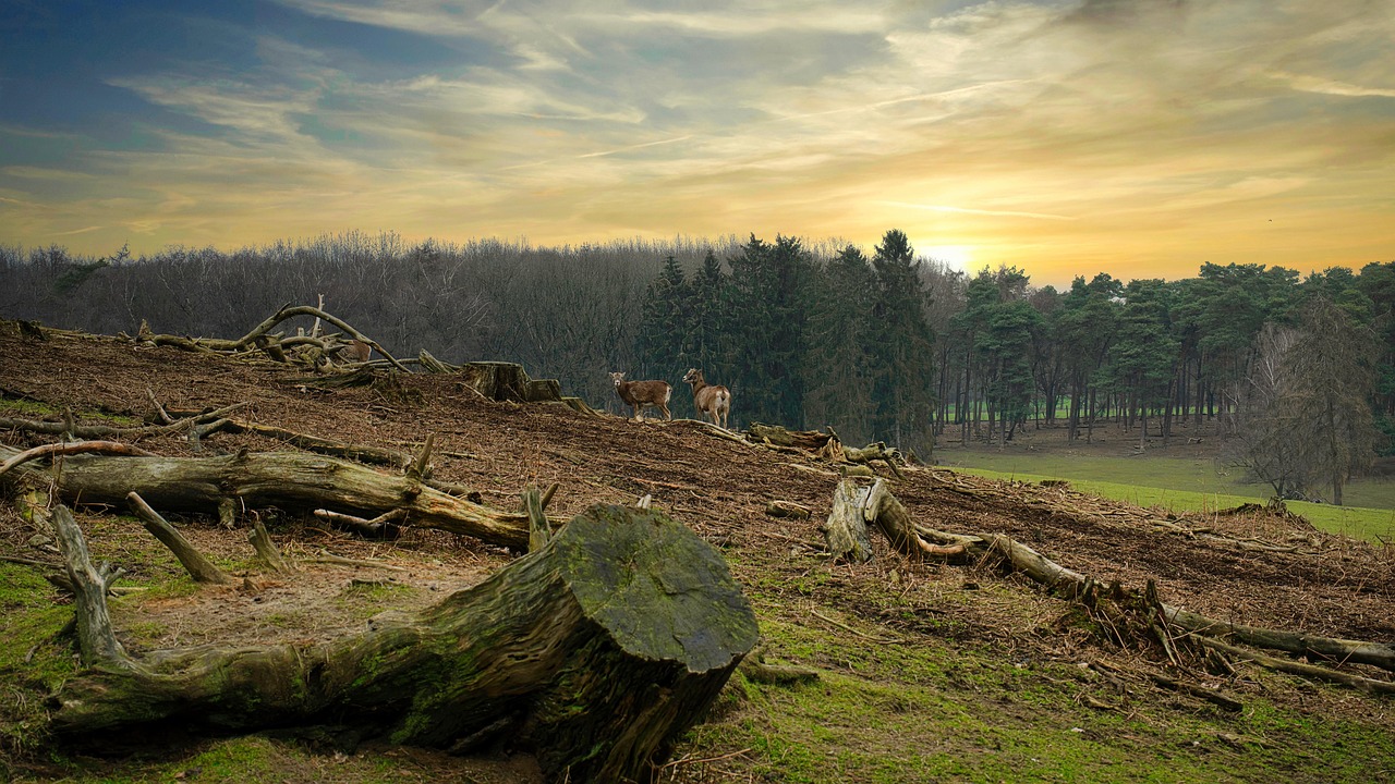découvrez les enjeux de la déforestation, ses impacts sur l'environnement et la biodiversité, ainsi que les solutions pour préserver nos forêts et lutter contre cette crise écologique.