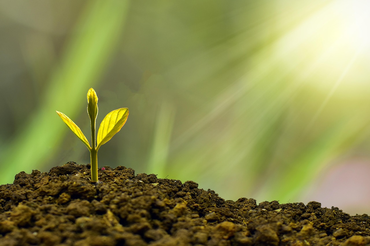 découvrez l'importance de la durabilité pour préserver notre planète. explorez des pratiques écoresponsables, des innovations en matière de développement durable et des conseils pour adopter un mode de vie respectueux de l'environnement.