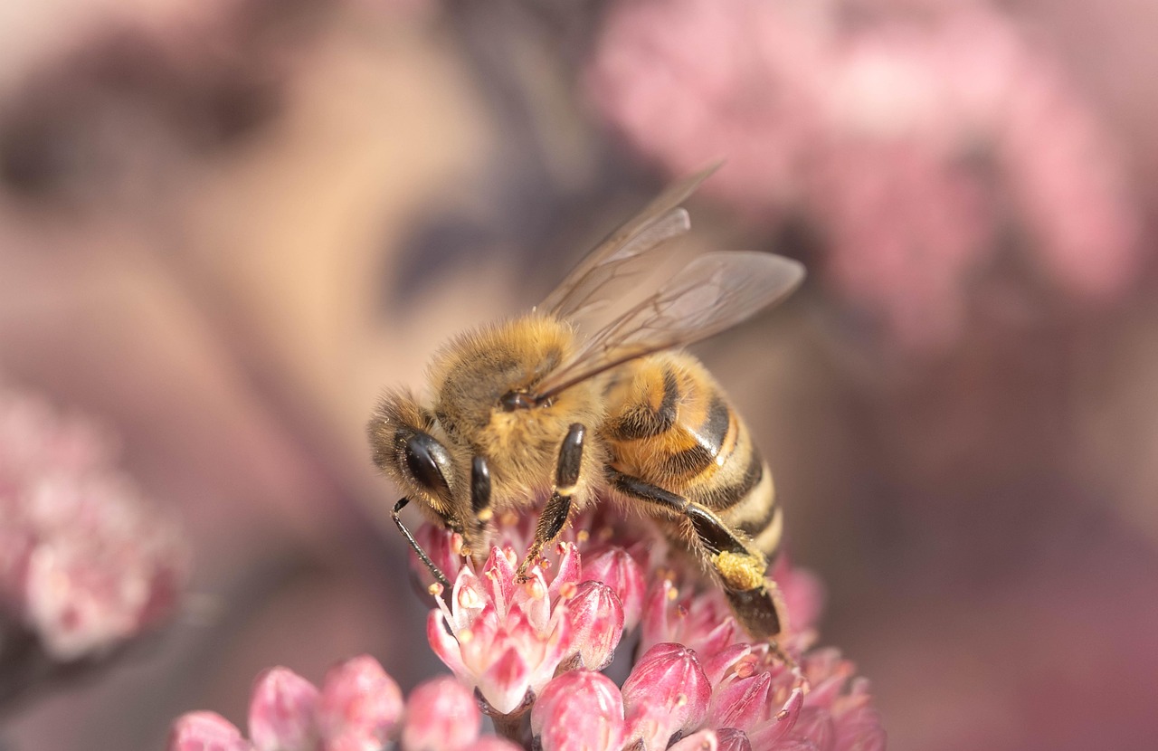 découvrez le bee wrap, une alternative écologique au film plastique pour emballer vos aliments de manière naturelle et réutilisable.