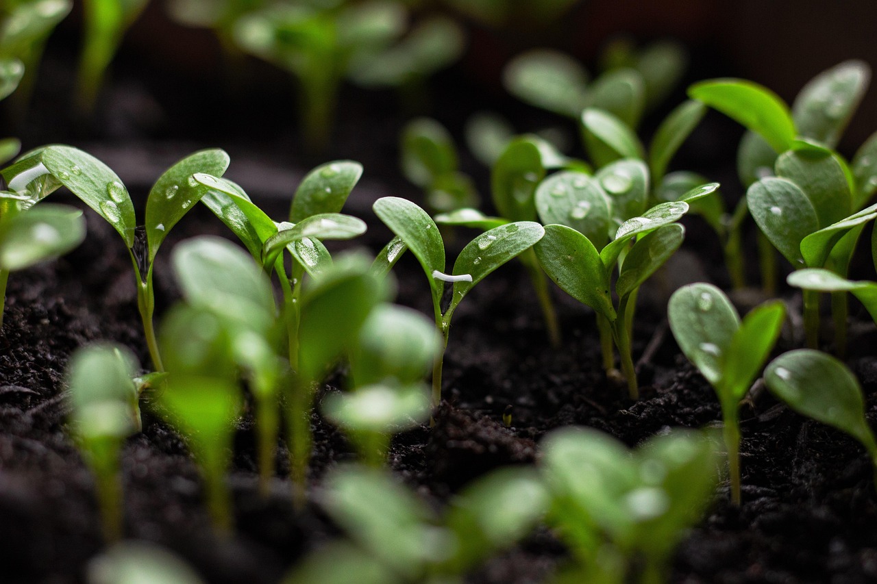 découvrez les pratiques d'agriculture durable qui préservent l'environnement, favorisent la biodiversité et assurent une production alimentaire responsable pour les générations futures.