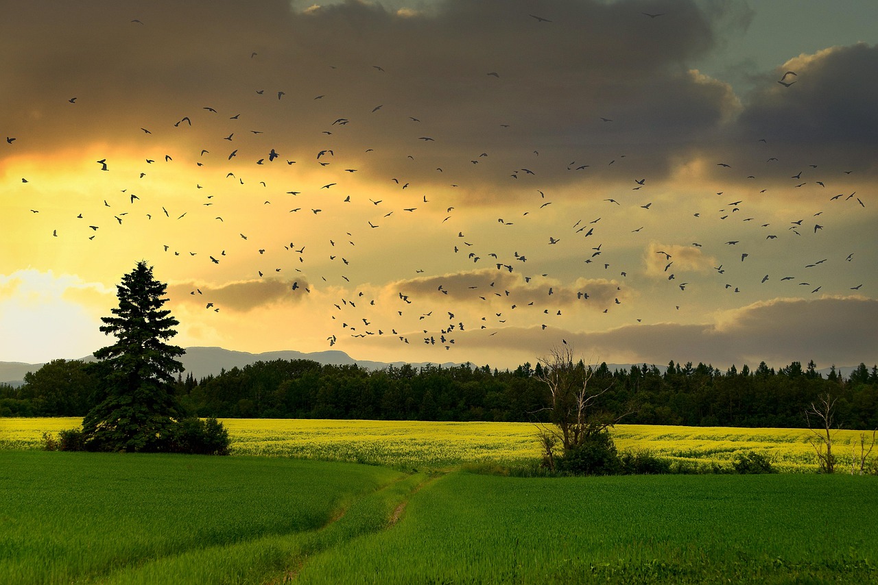 découvrez l'importance de la biodiversité pour l'équilibre des écosystèmes et le bien-être de notre planète. explorez les initiatives de conservation et apprenez comment vous pouvez contribuer à préserver la richesse naturelle de notre monde.