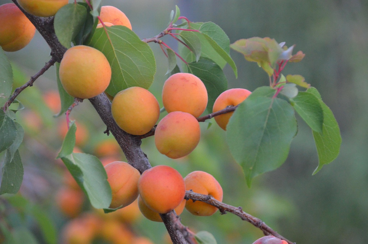 découvrez l'agriculture durable, une pratique essentielle pour préserver l'environnement tout en produisant des aliments de qualité. apprenez des techniques respectueuses de la nature, des méthodes innovantes pour réduire l'empreinte carbone et comment cette approche contribue à la sécurité alimentaire mondiale.