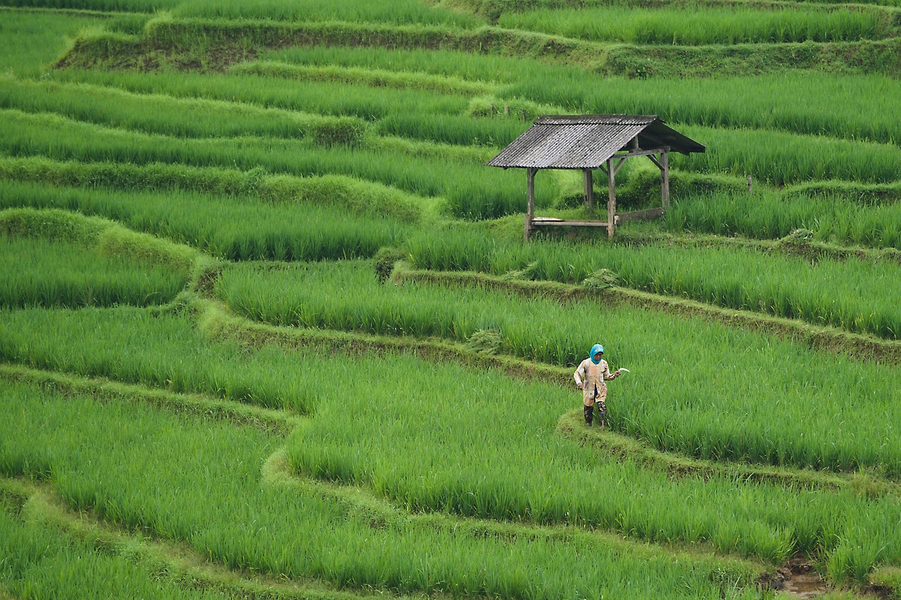 découvrez les pratiques, innovations et enjeux de l'agriculture moderne pour un avenir durable et responsable.