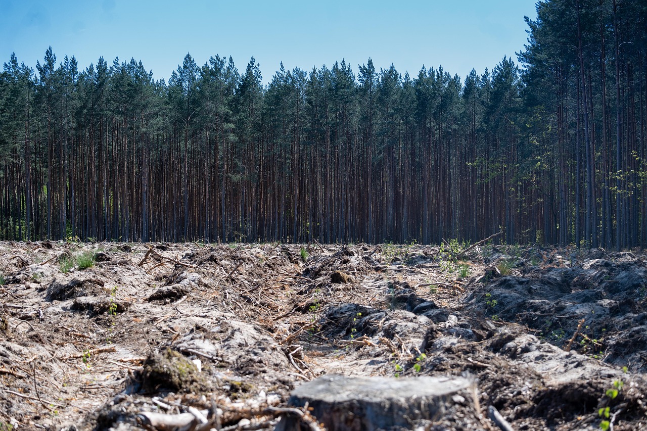 la déforestation désigne la destruction massive des forêts, entraînant des impacts environnementaux majeurs tels que la perte de biodiversité, le changement climatique et la dégradation des sols.