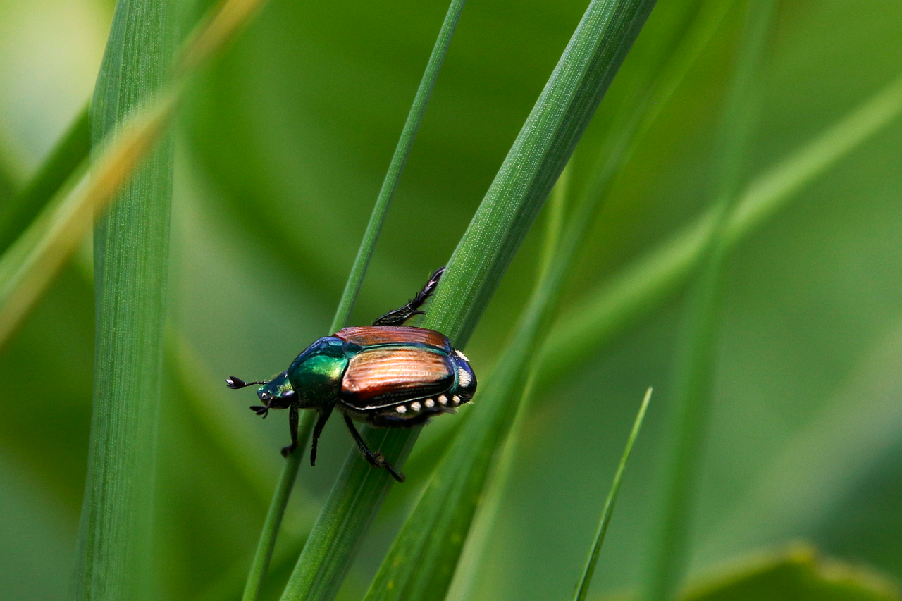 découvrez l'importance de la biodiversité, ses enjeux pour notre planète et les actions à entreprendre pour préserver la richesse des espèces et des écosystèmes.