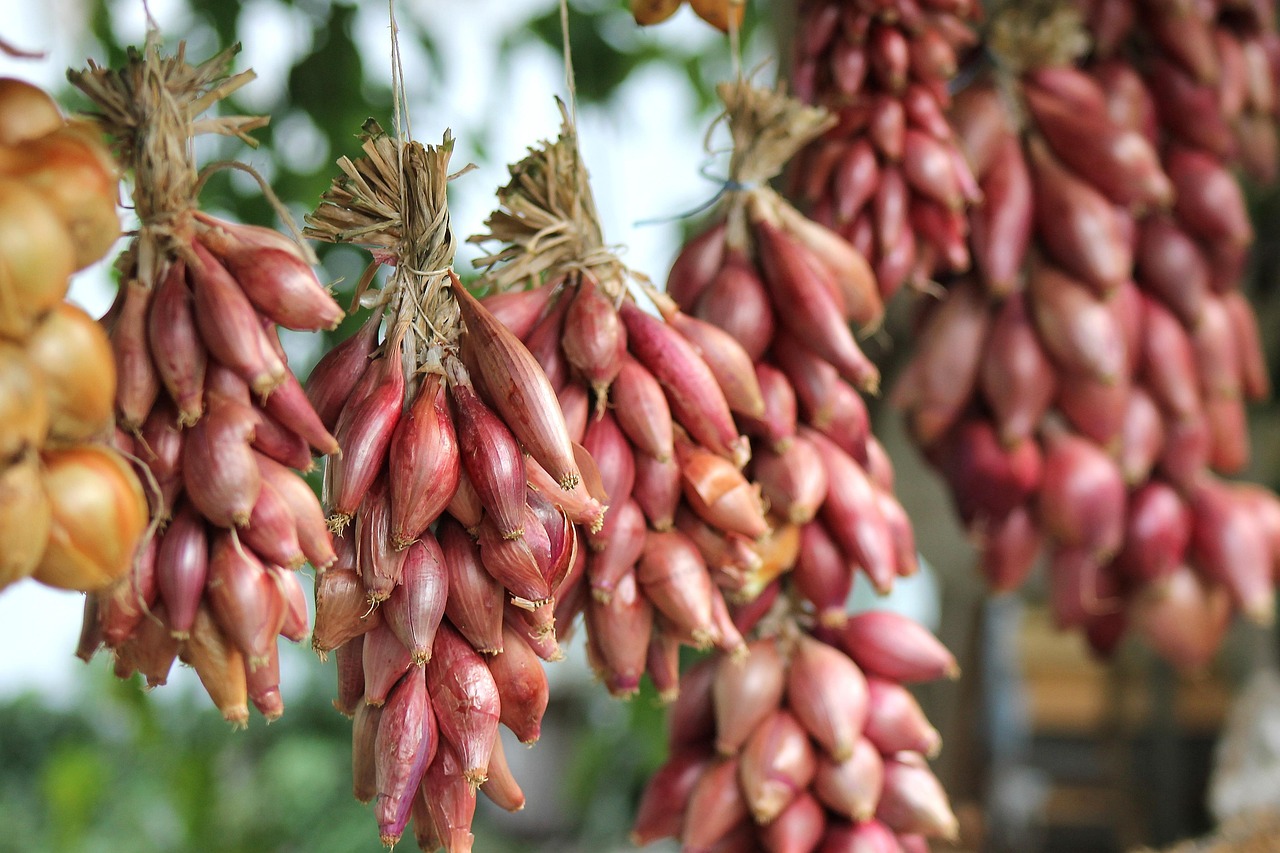 découvrez le jardinage bio sur balcon : astuces et conseils pour cultiver vos propres légumes et herbes aromatiques en ville, de manière naturelle et écologique.