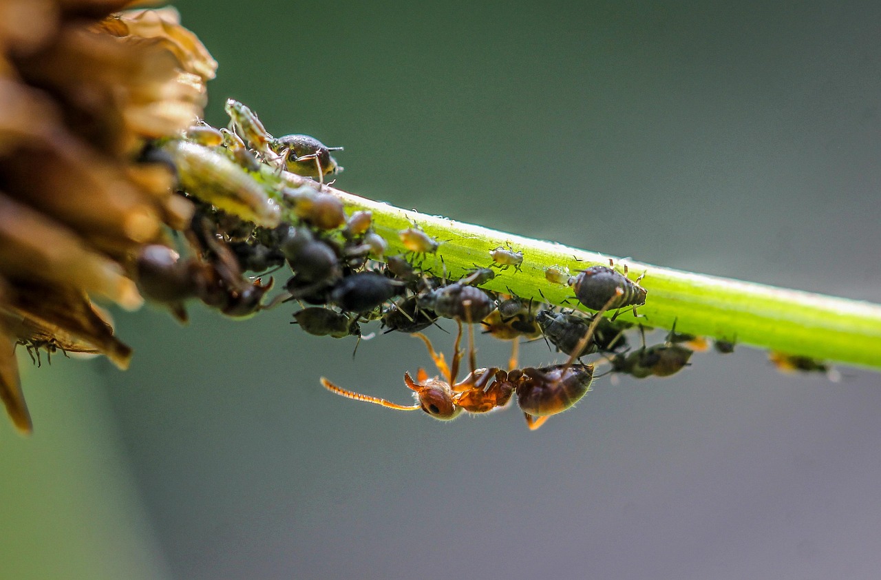 découvrez le concept de symbiose écologique, où les organismes interagissent de manière harmonieuse pour favoriser la biodiversité et la durabilité des écosystèmes. explorez les avantages de ces relations mutuellement bénéfiques pour notre planète.