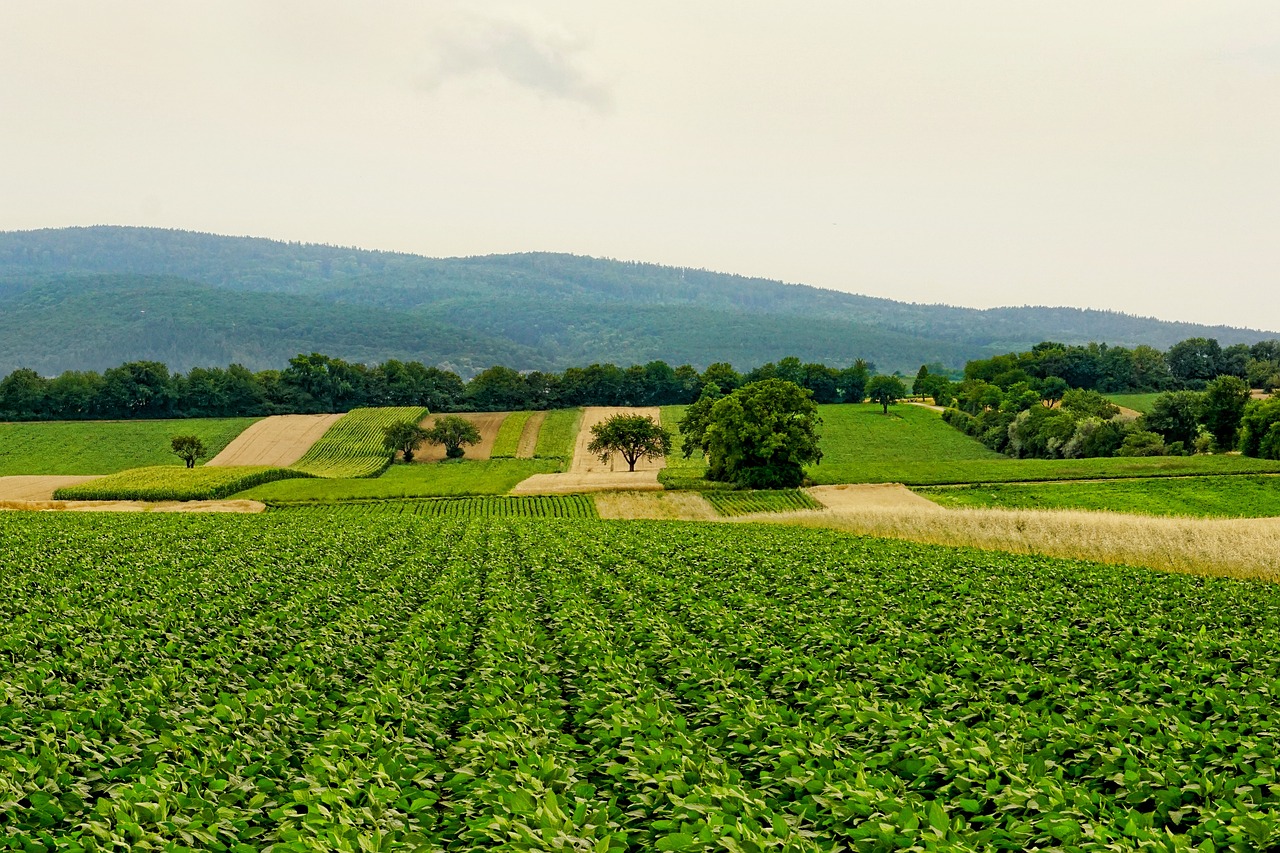 explorez le monde fascinant de l'agriculture, un pilier essentiel de notre société, qui allie tradition et innovation. découvrez des pratiques durables, les dernières technologies agricoles et les enjeux environnementaux liés à l'alimentation.