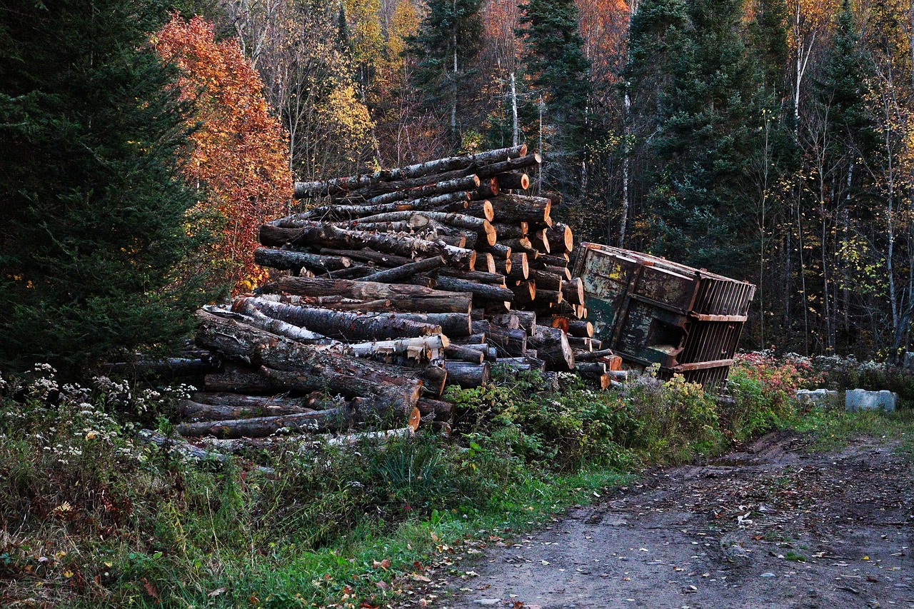 découvrez les enjeux de la déforestation : causes, conséquences et solutions pour préserver nos forêts et la biodiversité de notre planète.