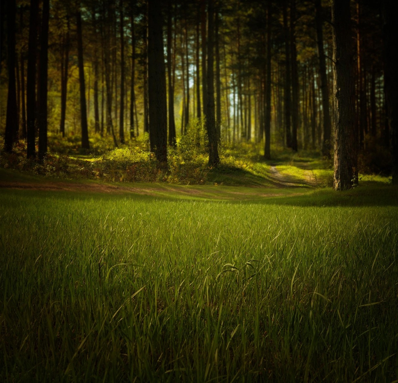 découvrez les enjeux actuels de l'environnement, les actions pour sa protection et les solutions durables pour un avenir meilleur.