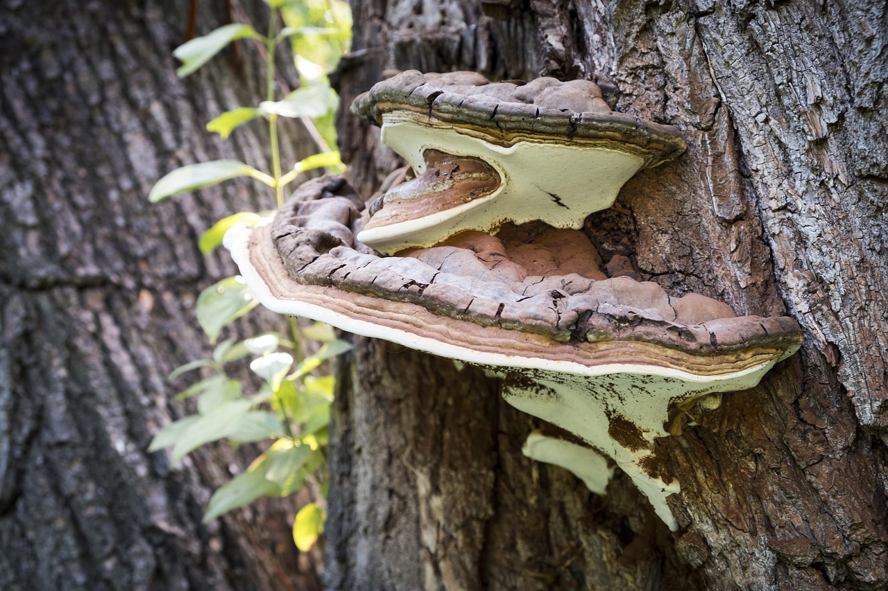 découvrez le concept de symbiose écologique, une relation harmonieuse entre différentes espèces qui favorise la biodiversité et la durabilité de nos écosystèmes. apprenez comment ces interactions bénéfiques peuvent inspirer des pratiques durables pour préserver notre planète.