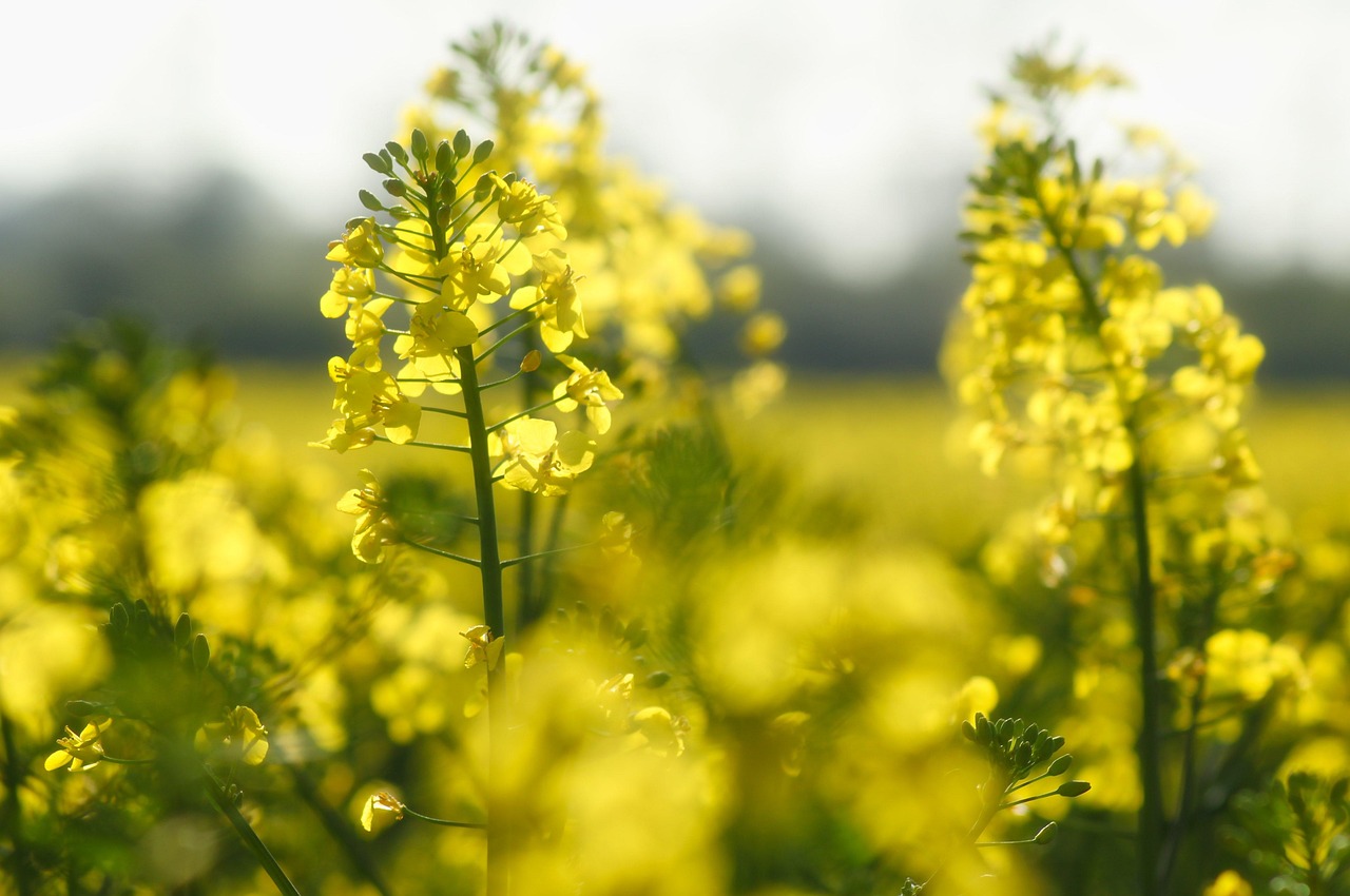 découvrez le biodiesel, une alternative écologique aux carburants fossiles. apprenez sur ses avantages environnementaux, le processus de fabrication et son impact sur la réduction des émissions de co2. explorez comment le biodiesel peut contribuer à un avenir durable et une mobilité plus verte.