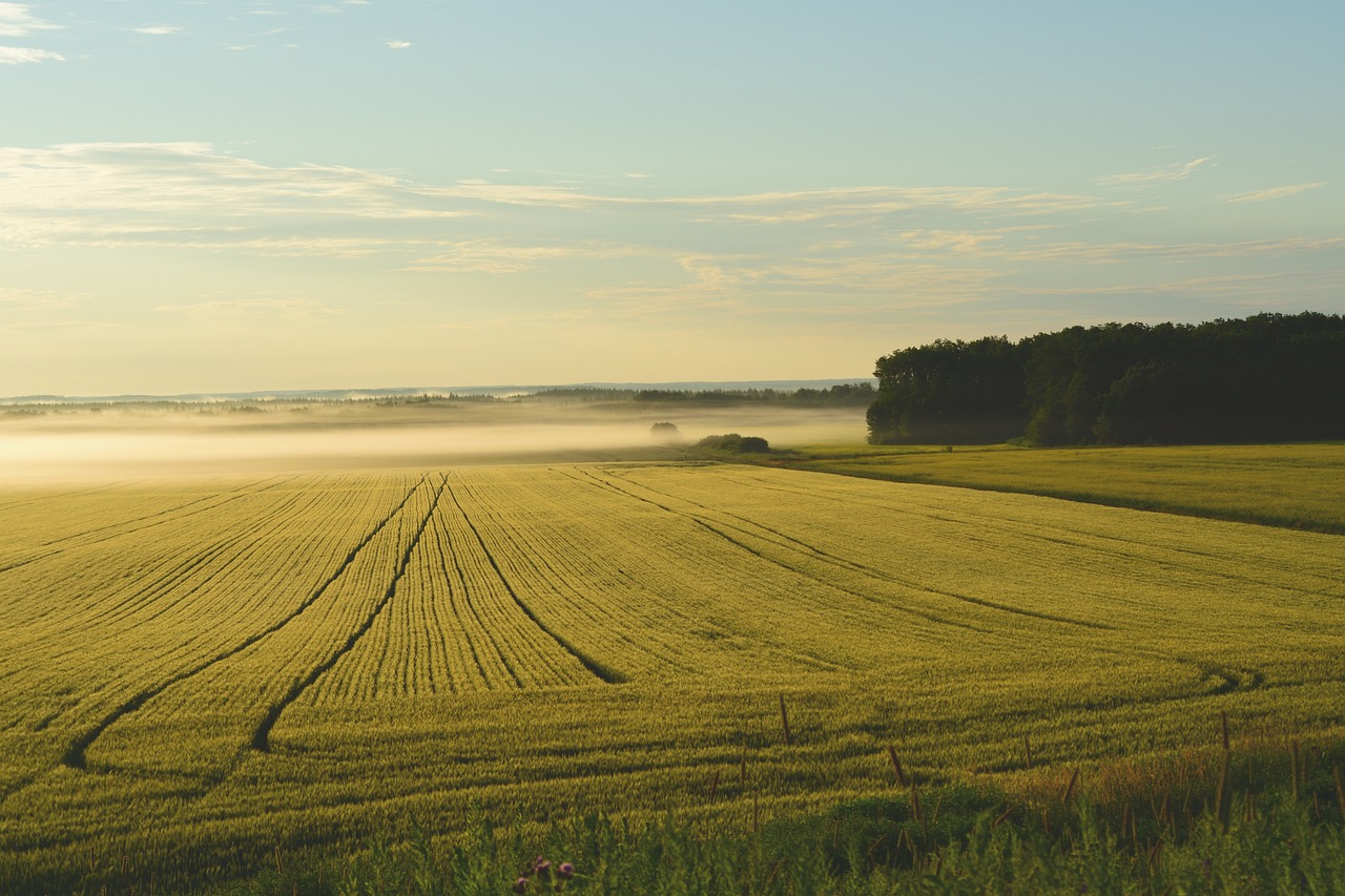 découvrez l'importance de la réhabilitation des terres, un processus essentiel pour restaurer les écosystèmes dégradés, améliorer la biodiversité et promouvoir un développement durable. apprenez les techniques efficaces et les meilleures pratiques pour revitaliser les sols et favoriser un environnement sain.