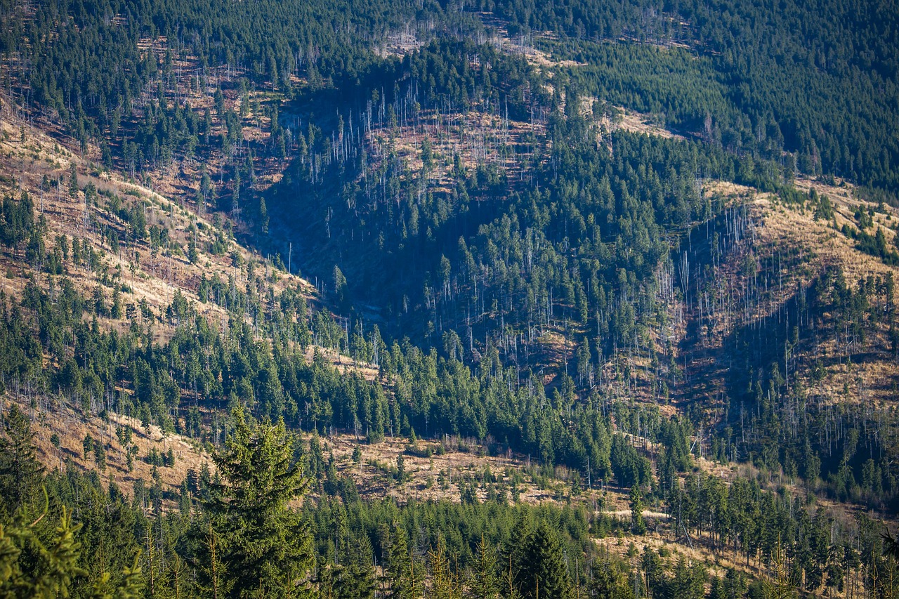 découvrez les causes et les conséquences de la déforestation, un enjeu environnemental majeur qui menace la biodiversité et le climat. apprenez comment contribuer à la préservation des forêts et à la lutte contre ce phénomène alarmant.
