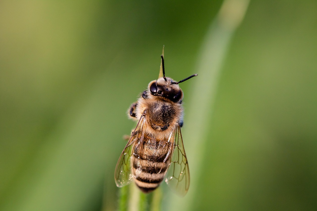 découvrez l'importance de la biodiversité, ses enjeux, ses menaces et les moyens de la préserver pour protéger la planète et garantir un avenir durable.