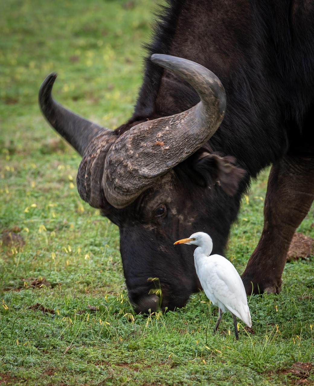 découvrez le concept de symbiose écologique, une relation harmonieuse entre différentes espèces qui favorise la durabilité de l'environnement. explorez comment cette interaction favorise la biodiversité et contribue à des écosystèmes sains et résilients.