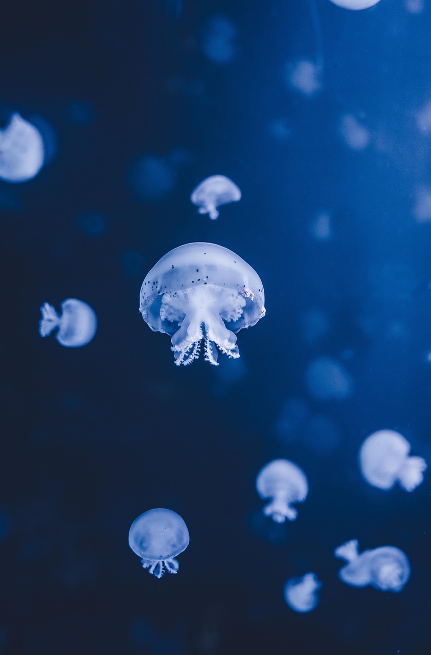 Environnement : découvrez le Sea-Score, l’outil innovant pour mesurer l’impact de nos habitudes sur la santé marine