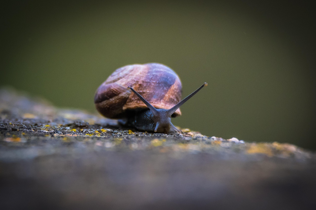 Slow life : comment ralentir le rythme pour retrouver l’équilibre au quotidien