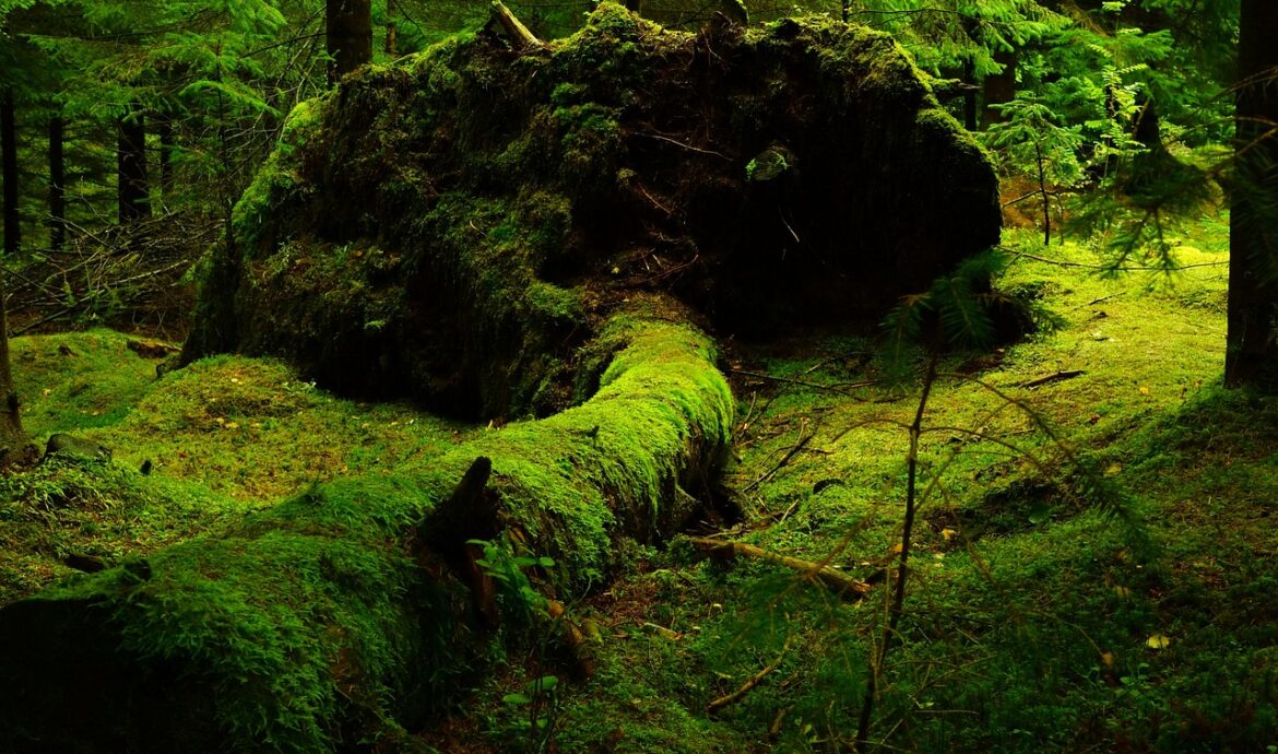 isolation thermique écologique : solutions durables et respectueuses de l'environnement pour améliorer l'efficacité énergétique de votre habitat.