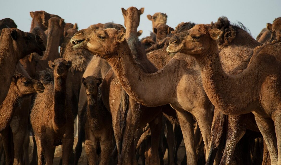 analyse des conflits au moyen-orient et de leur impact sur le climat, explorant les liens entre tensions géopolitiques et changements environnementaux dans la région.