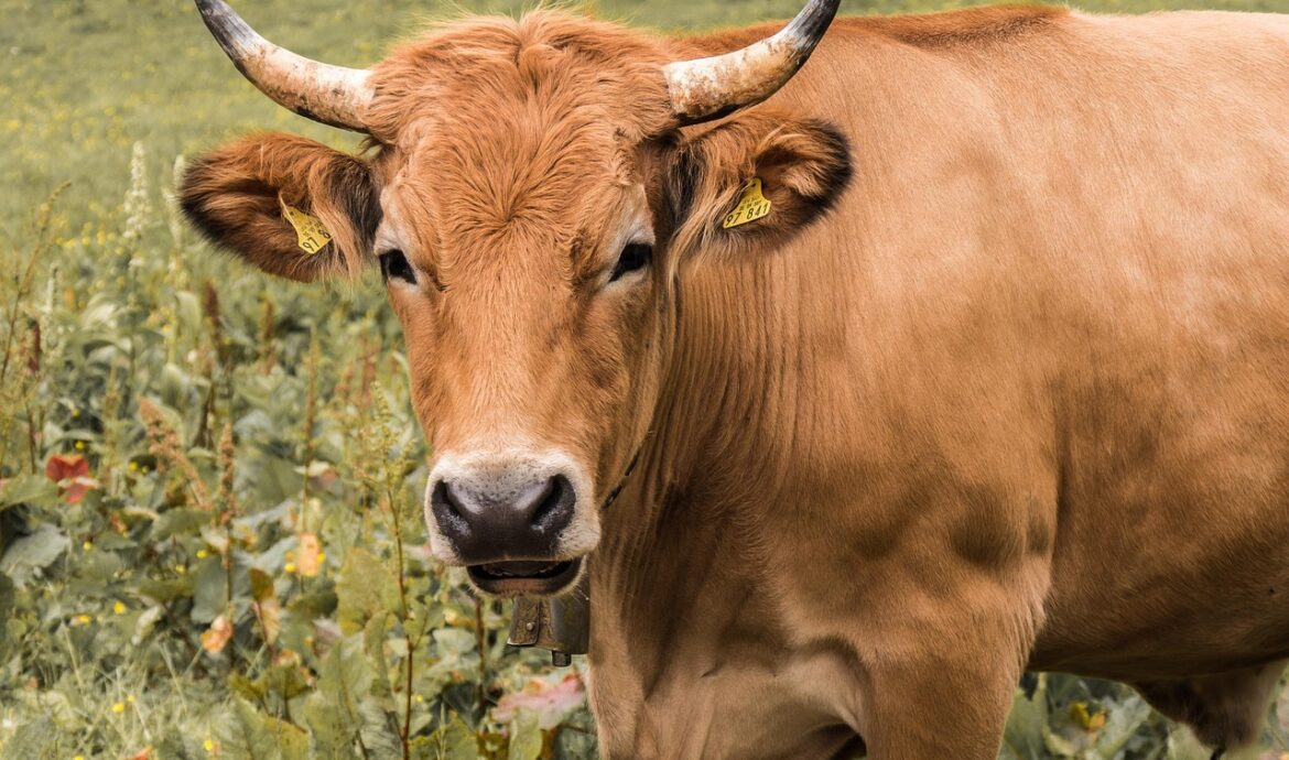 découvrez l'agriculture à faible émission de carbone, une approche durable visant à réduire l'empreinte carbone tout en préservant la productivité des cultures et la santé des sols.