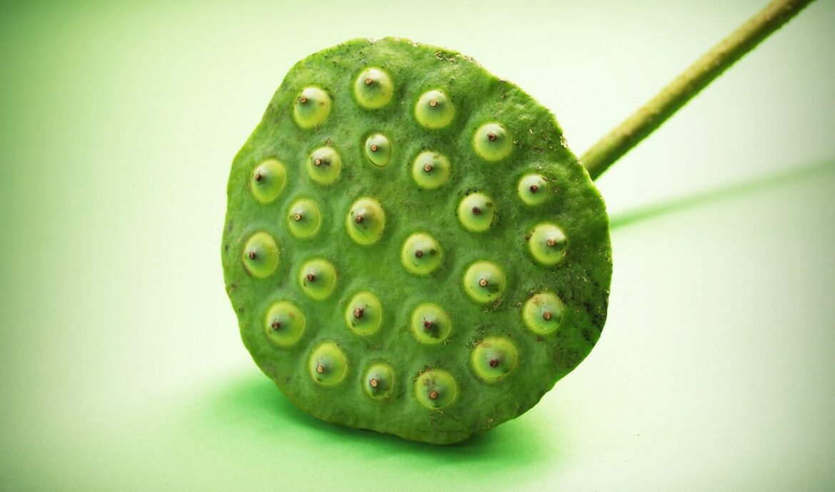 découvrez notre sélection de produits biologiques frais, cultivés naturellement pour une qualité et une saveur exceptionnelles.