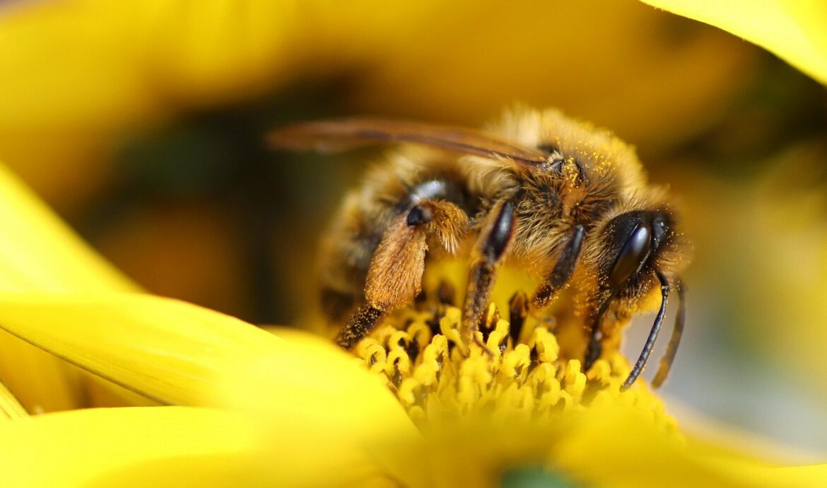 découvrez l'importance de la biodiversité dans votre jardin et apprenez comment favoriser un écosystème sain et équilibré pour attirer plantes, insectes et animaux.