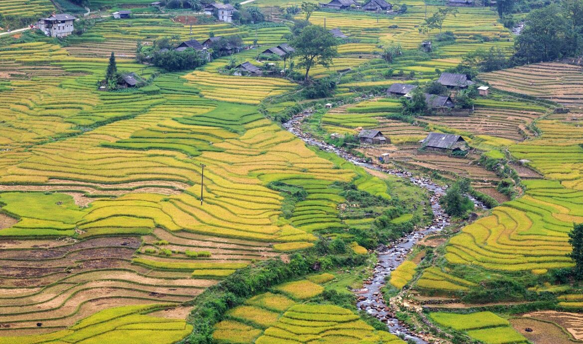 découvrez notre sélection de plantes locales adaptées à votre région, idéales pour un jardin écologique et durable.