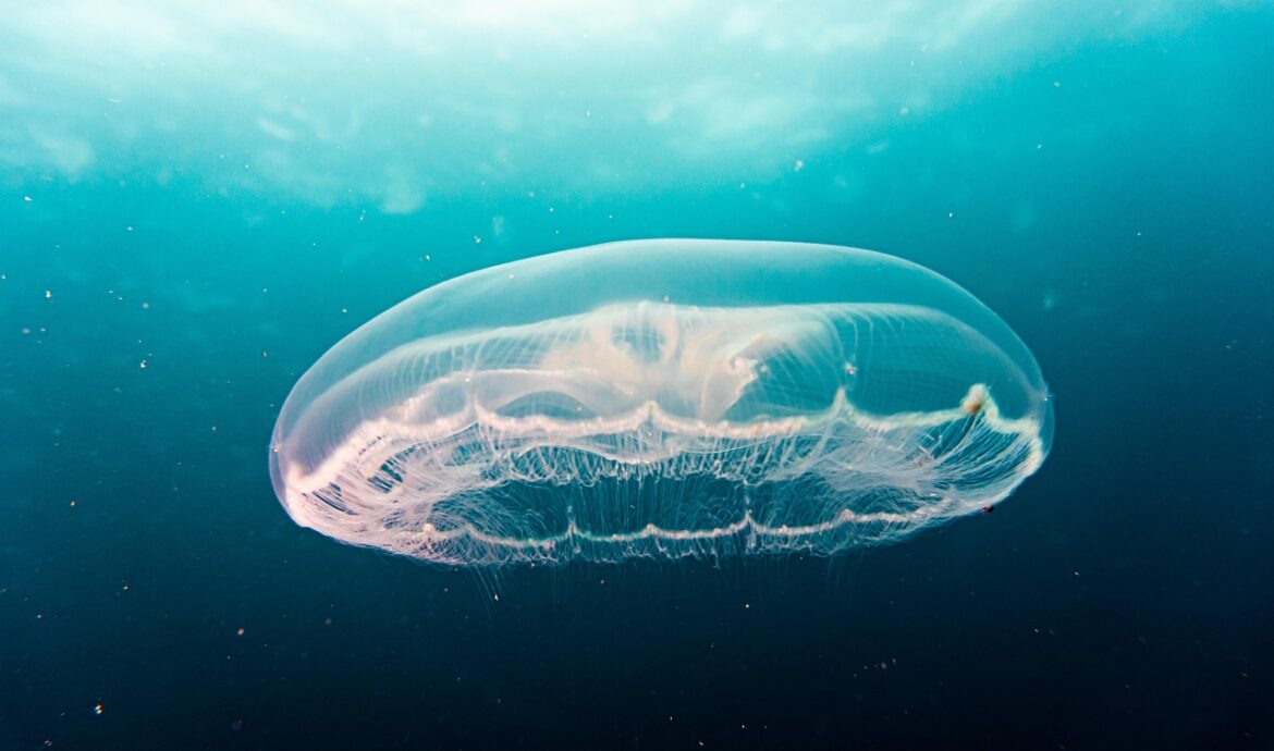 découvrez les mystères et la beauté des océans, leurs écosystèmes fascinants, la faune marine exceptionnelle, et l'importance de leur préservation pour notre planète.